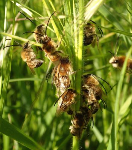 Eucera nigrescens